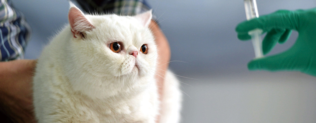 cat_104